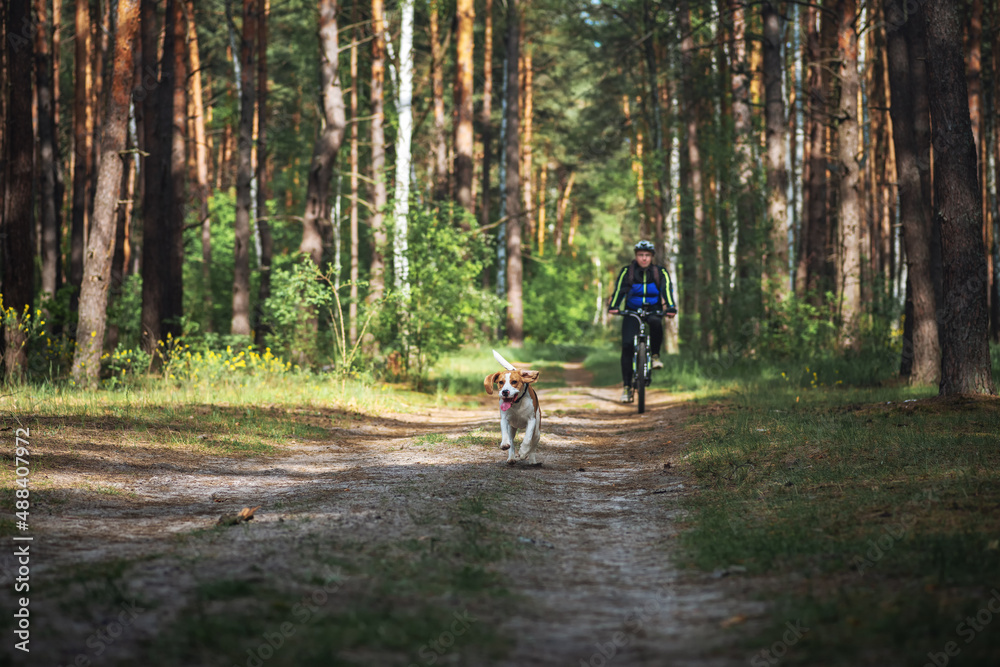 Happy beagle dog pet running together with his owner cyclist in summer forest. Healthy outdoor activ