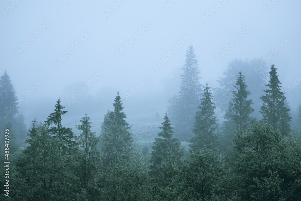 Misty forest. Morning scene of fog covering spruce forest. Tranquil nature landscape with fir tree t