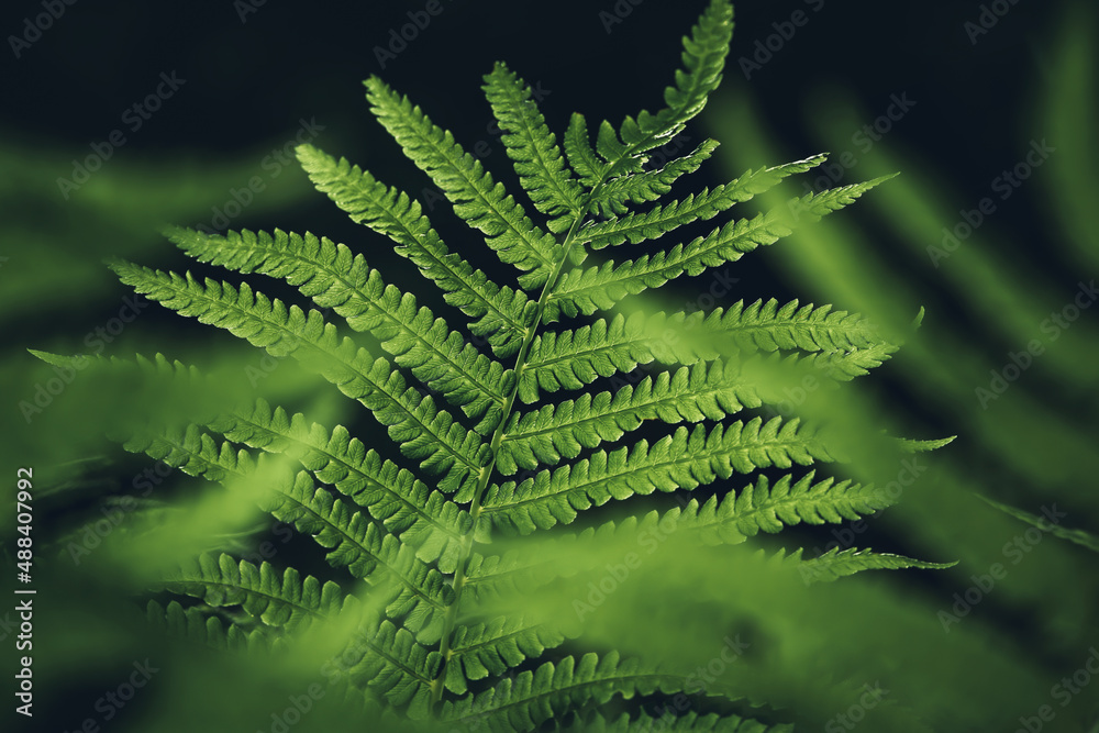 Fern leaves background. Close-up view of beautiful fern plant pattern on black background