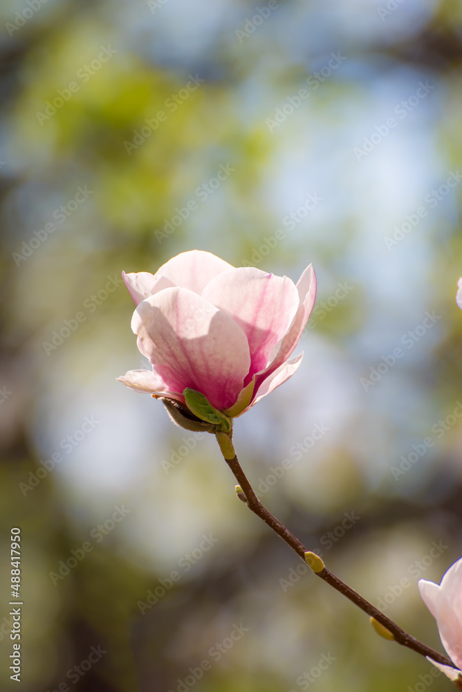 玉兰春花