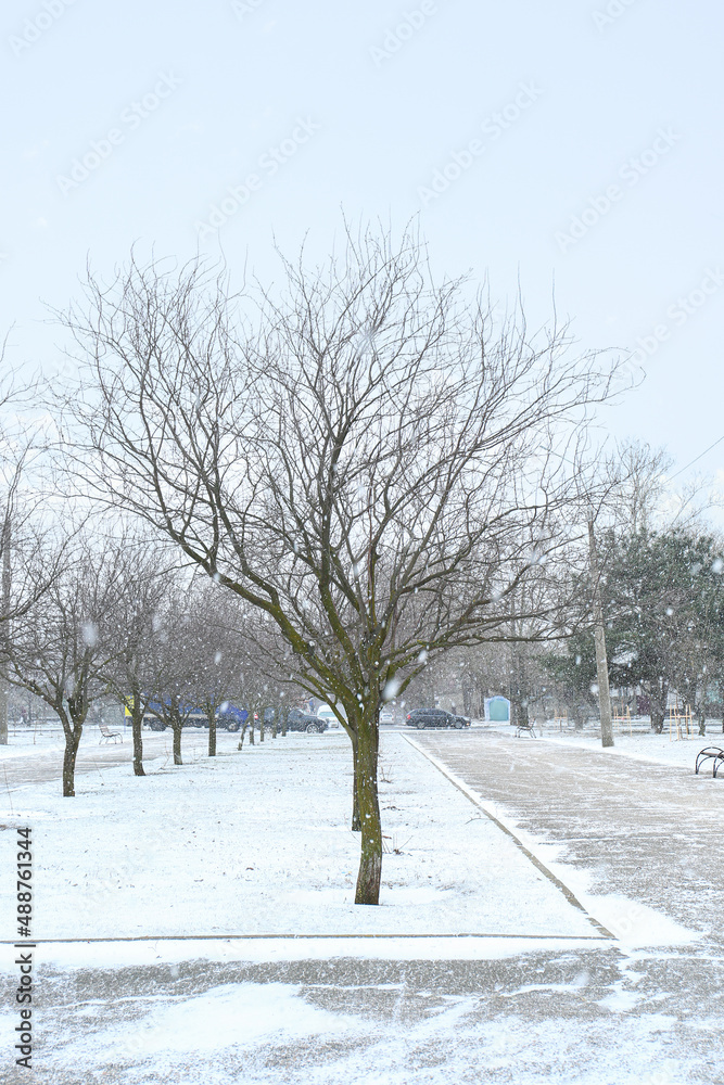 雪天城市里绿树成荫的小巷