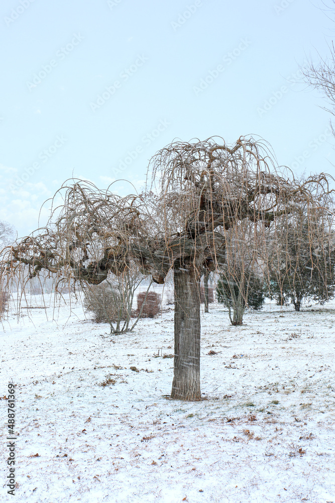 Tree in snowy park on winter day