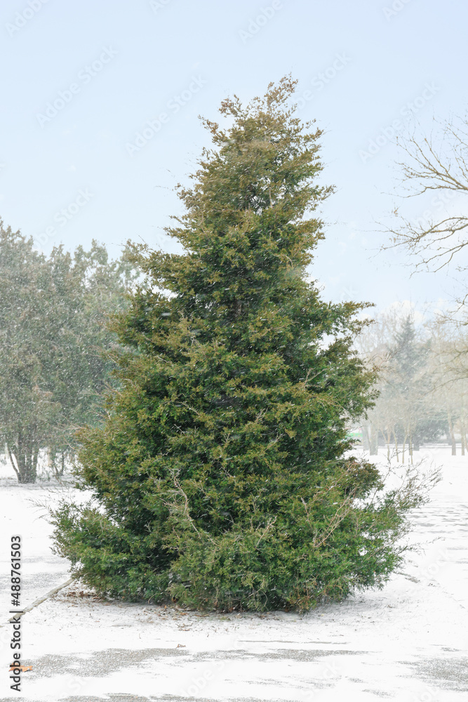 雪天冬季公园里的针叶树