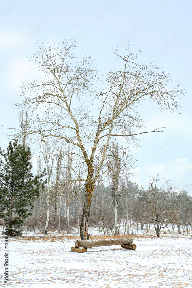 雪天冬季公园的长椅和光秃秃的树