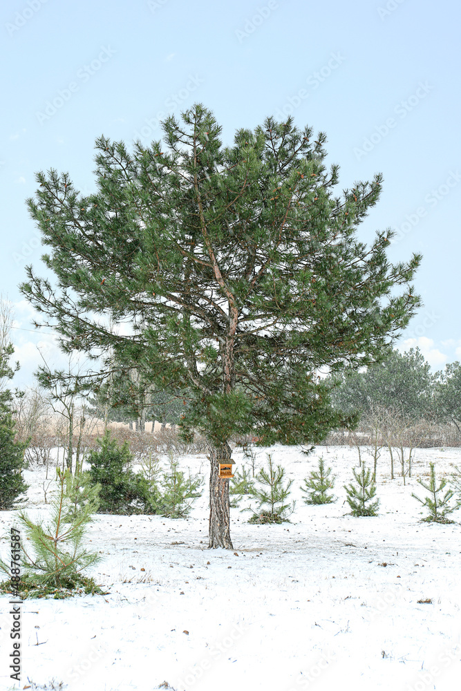 寒冷雪天的松树