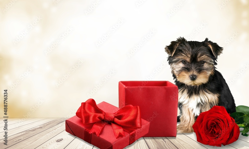 Cute dog puppy in Valentines Day gift box on background