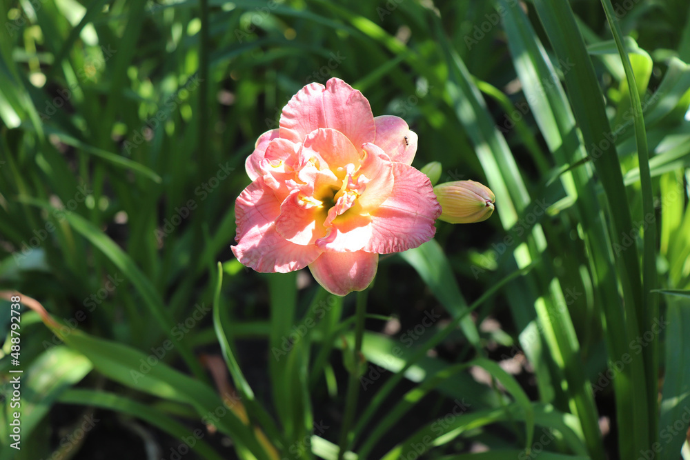 Siloam Olin Frazier。花园特写中的奢华花朵。向日葵是一种开花植物