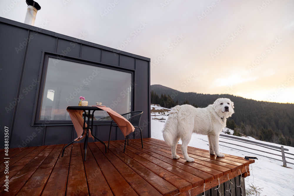 Adorable white dog on terrace of tiny house in the mountains. Concept of small modern cabins for res