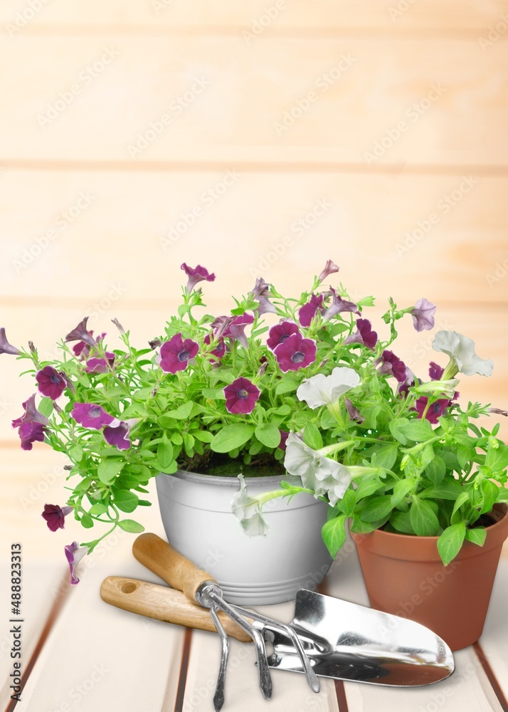 Flower bush plant on wooden floor