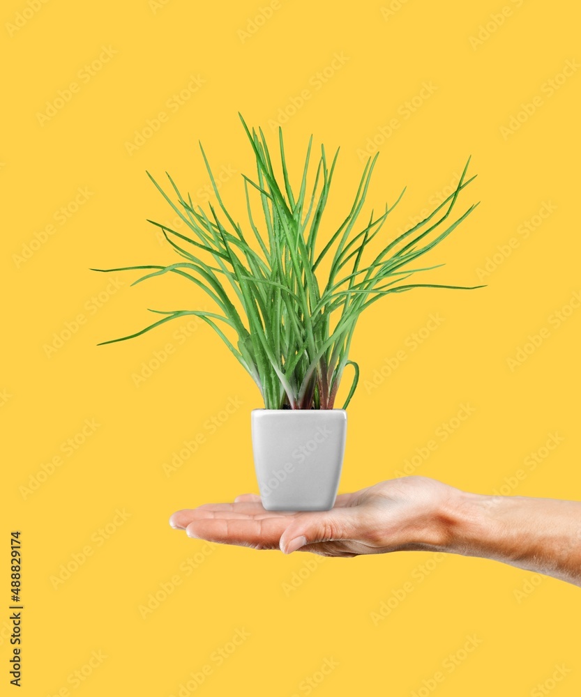 Female hand holding plant pot with green plant