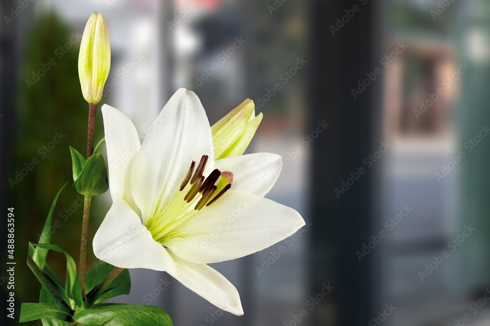 single, colored, blooming lily flower on a background