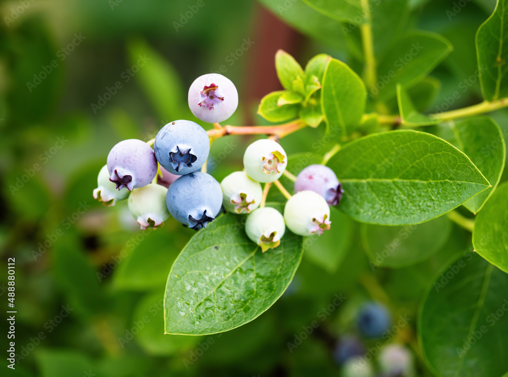 Ripe blueberries (Vaccinium Corymbosum) in homemade garden. Fresh bunch of natural fruit growing on 