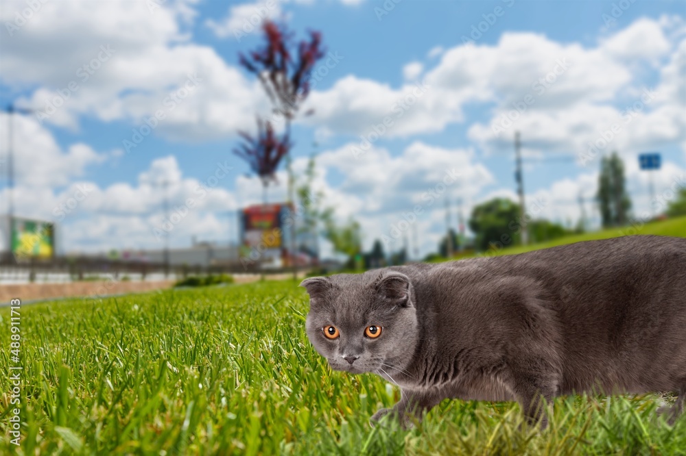 可爱的小猫在外面的草地上行走