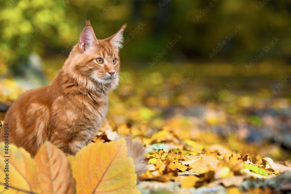 Cute fluffy cat in autumn foliage.