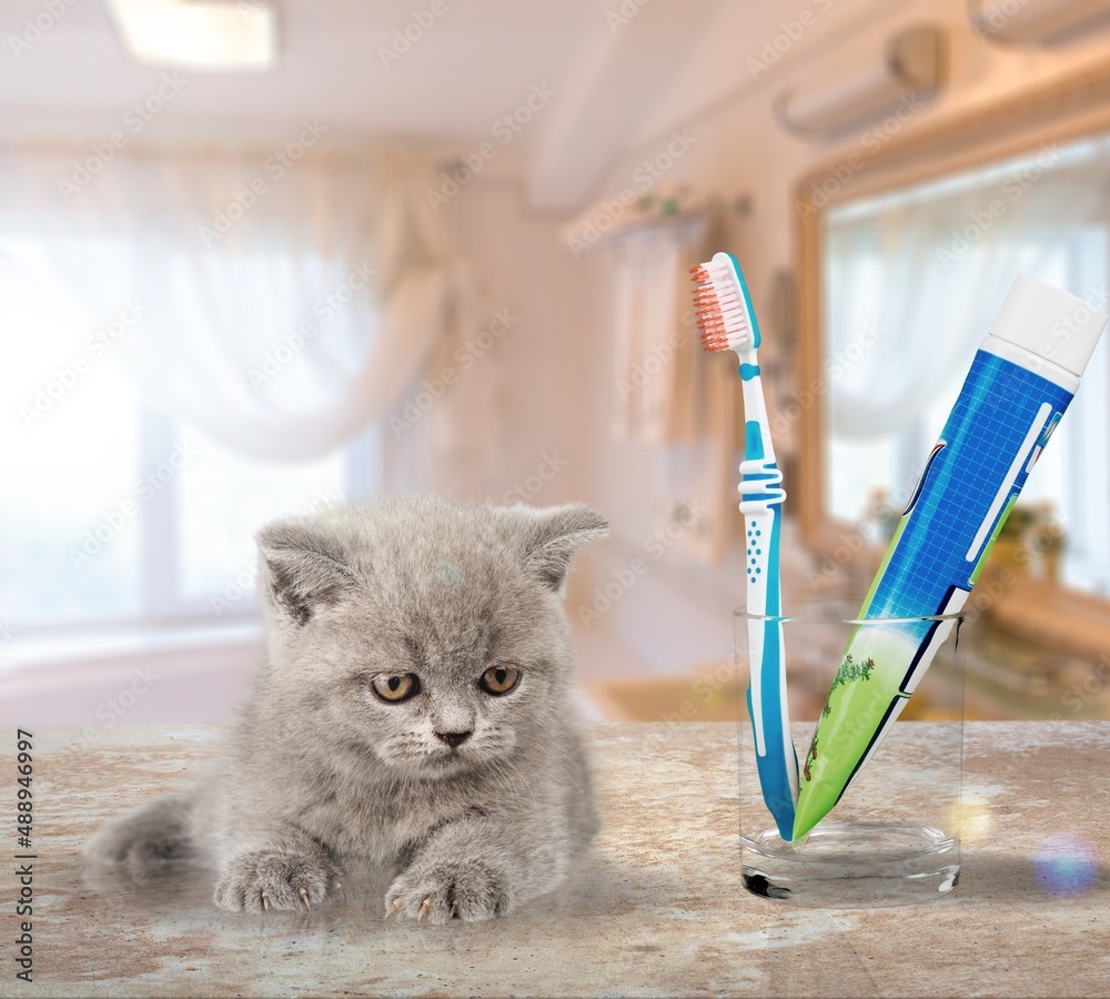 Cute cat with tooth brushes and paste on the desk at home