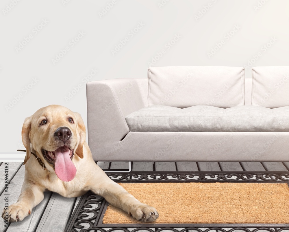 Portrait of happy healthy dog indoors in living room at home.