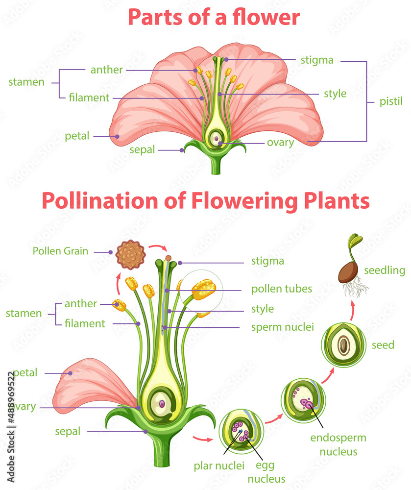 开花植物授粉示意图