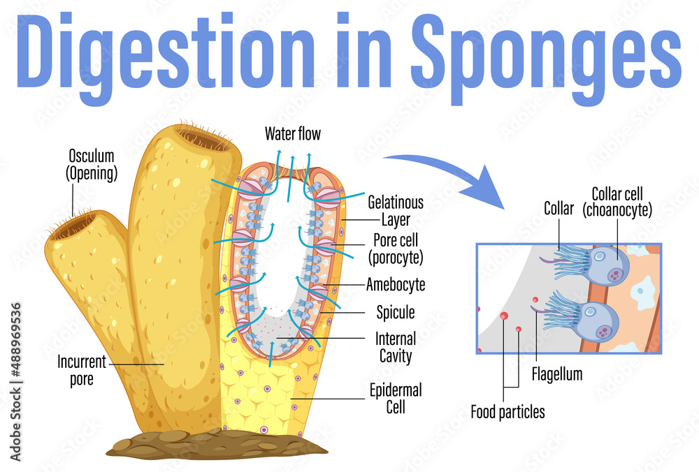海绵中消化示意图