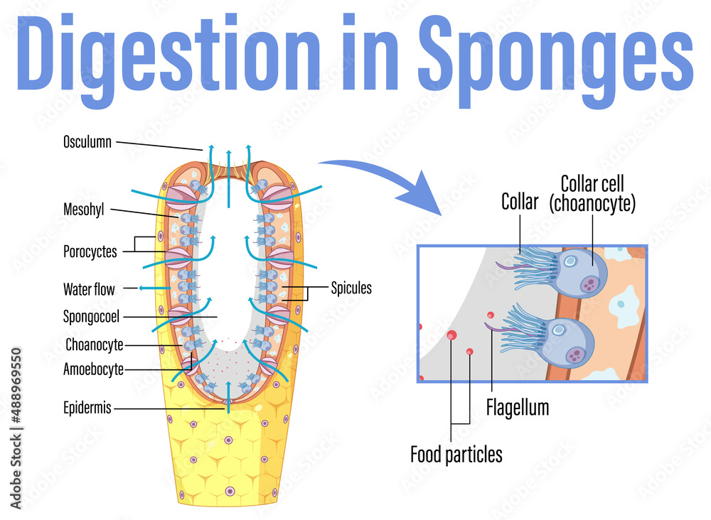 海绵中的消化示意图
