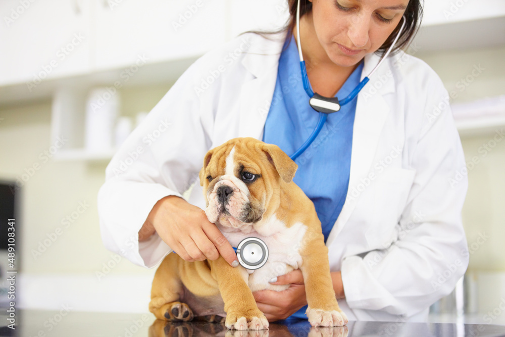 Making sure hes a healthy little guy. Cropped shot of a vet trying to listen to a bulldog puppys hea