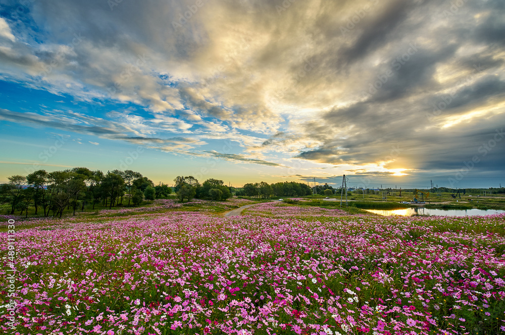 The perennial coreopsis flower fields sunrise scenic.