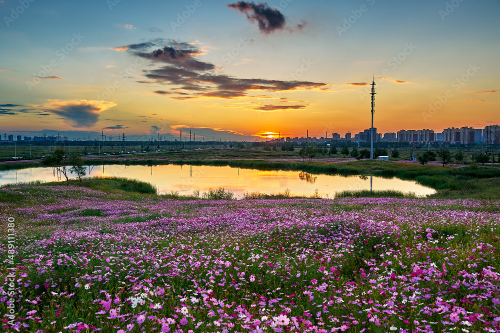 多年生石蕊花田日出风景。