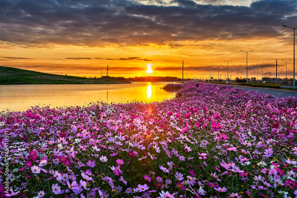 The perennial coreopsis flower fields sunrise scenic.