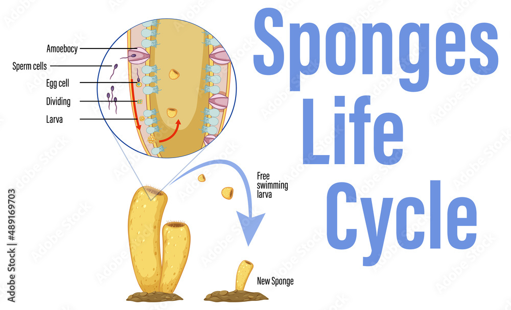 海绵生命周期示意图