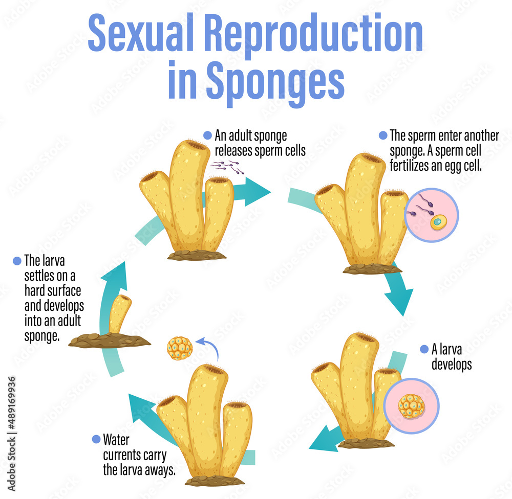 Diagram showing reproduction in sponges