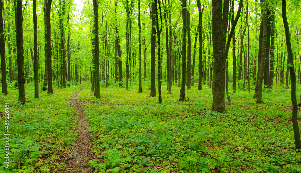 Forest trees in spring