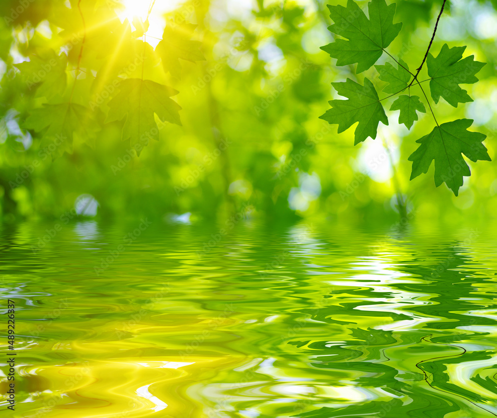 Green leaves on sun and blur tree foliage