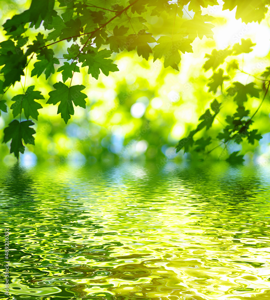 Green leaves on sun and blur tree foliage