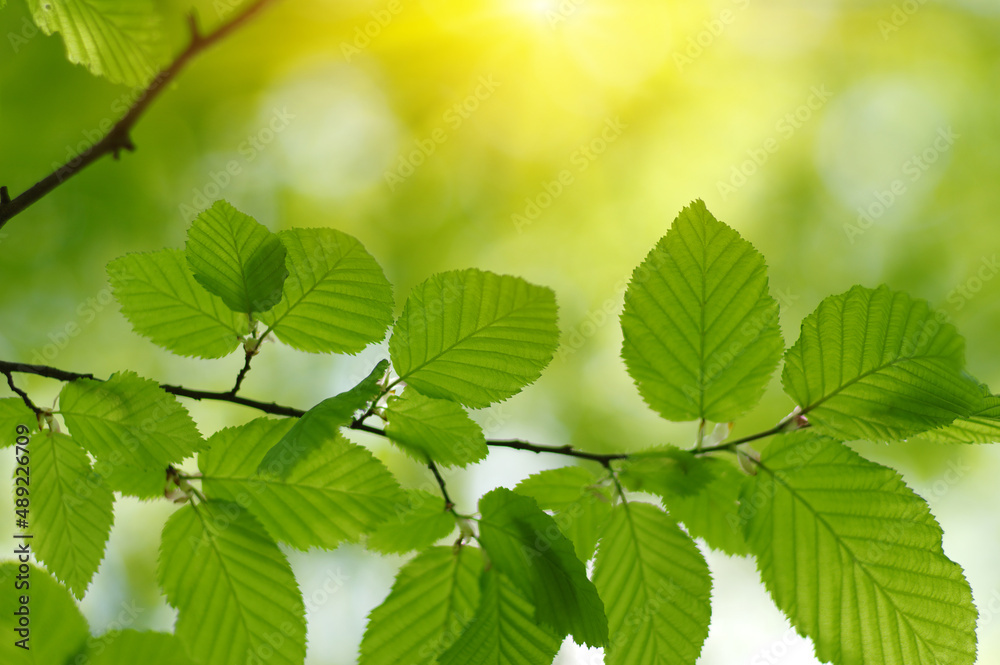 Green leaves plants on sun in nature