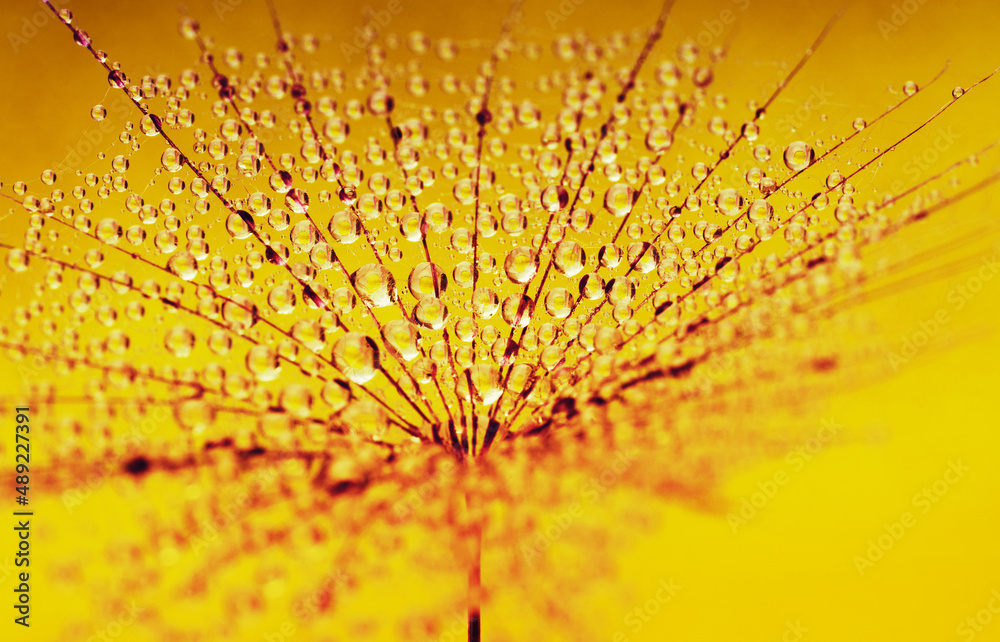 Dandelion seed on sunlight