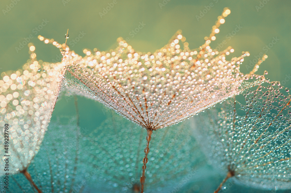 蒲公英花自然背景