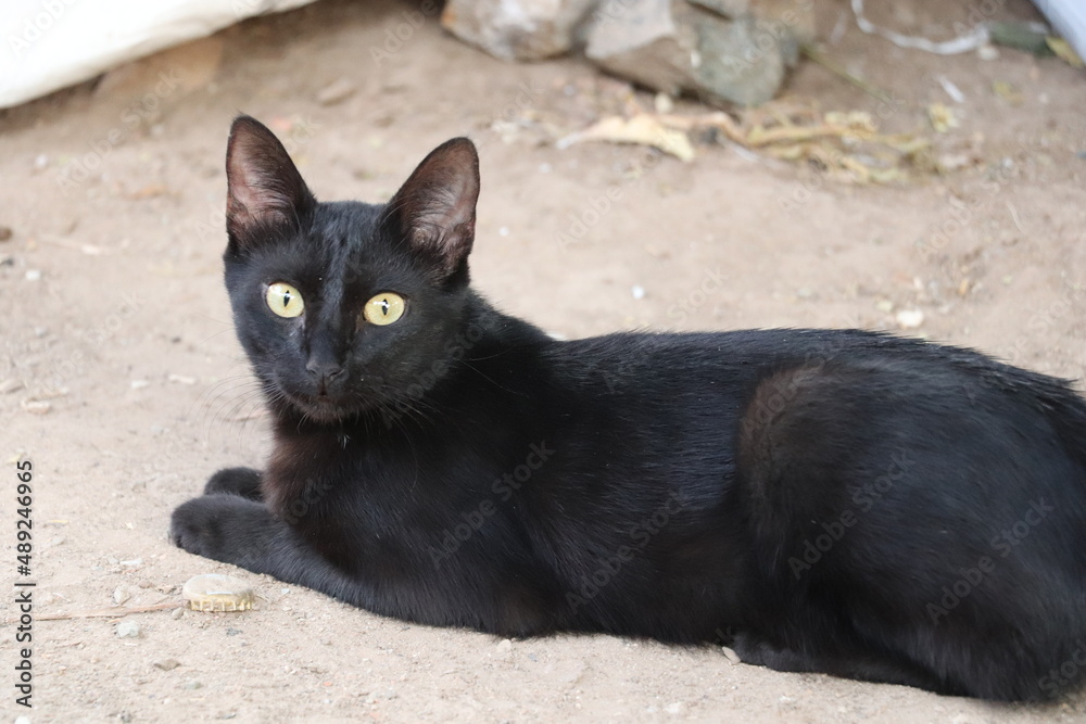 a series of images of fauna that exist in the State of Nayarit, Mexico.