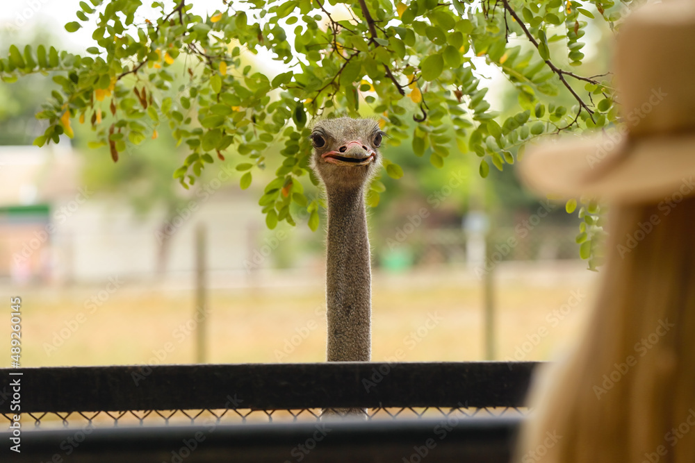 African ostrich in zoological garden