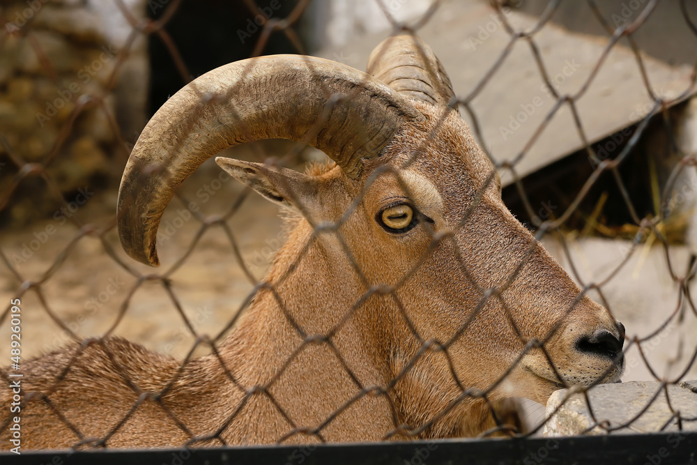 Barbary wild sheep (Ammotragus lervia) in zoo, closeup