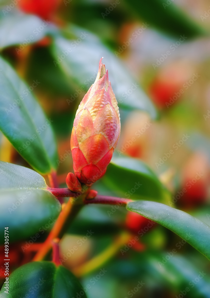 New life budding.... A budding plant in a garden - closeup.