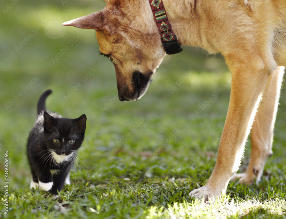 你好……现在是什么？一只可爱的小猫从一只看起来很好奇的德国牧羊犬身边走过。