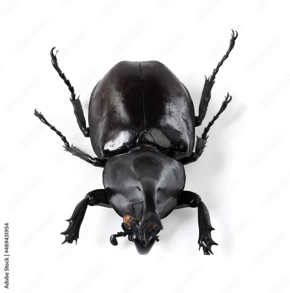 A beautiful specimen. Closeup shot of a rhinoceros beetle.