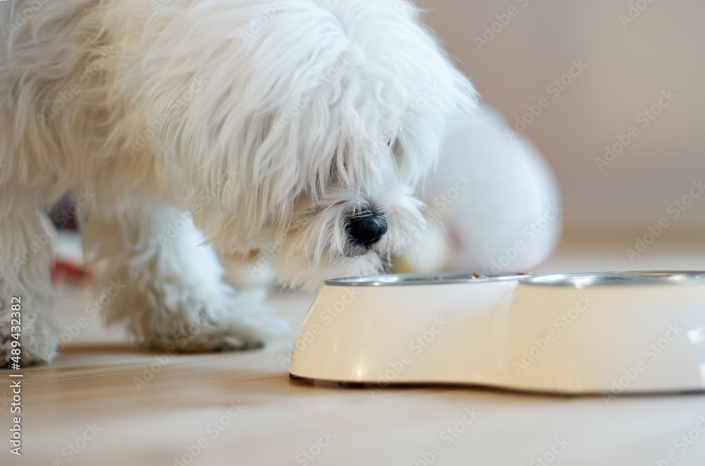 只有最好的才行。一只白色贵宾犬嗅着碗里的食物的镜头。