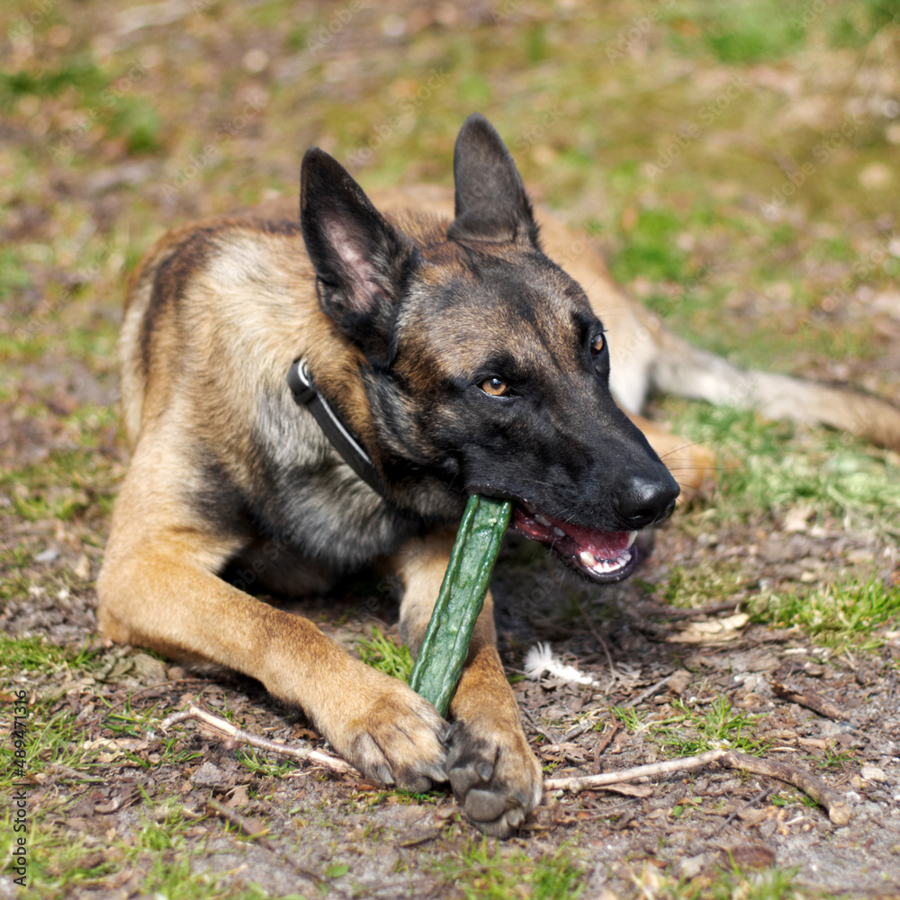 Chewing. An alsatian chewing on a stick.