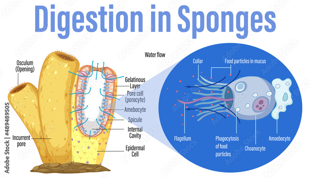 Diagram showing digestion in sponges