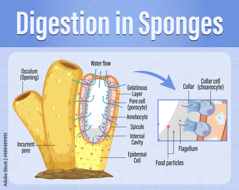 Diagram showing digestion in sponges