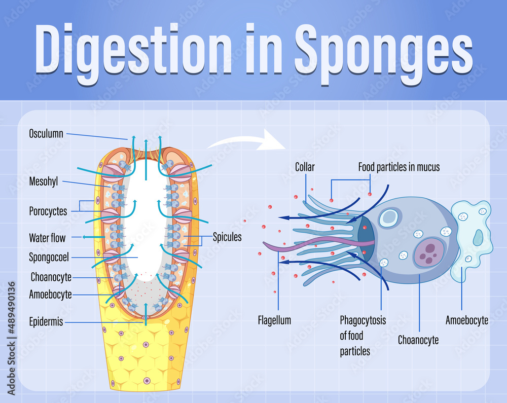 海绵消化示意图