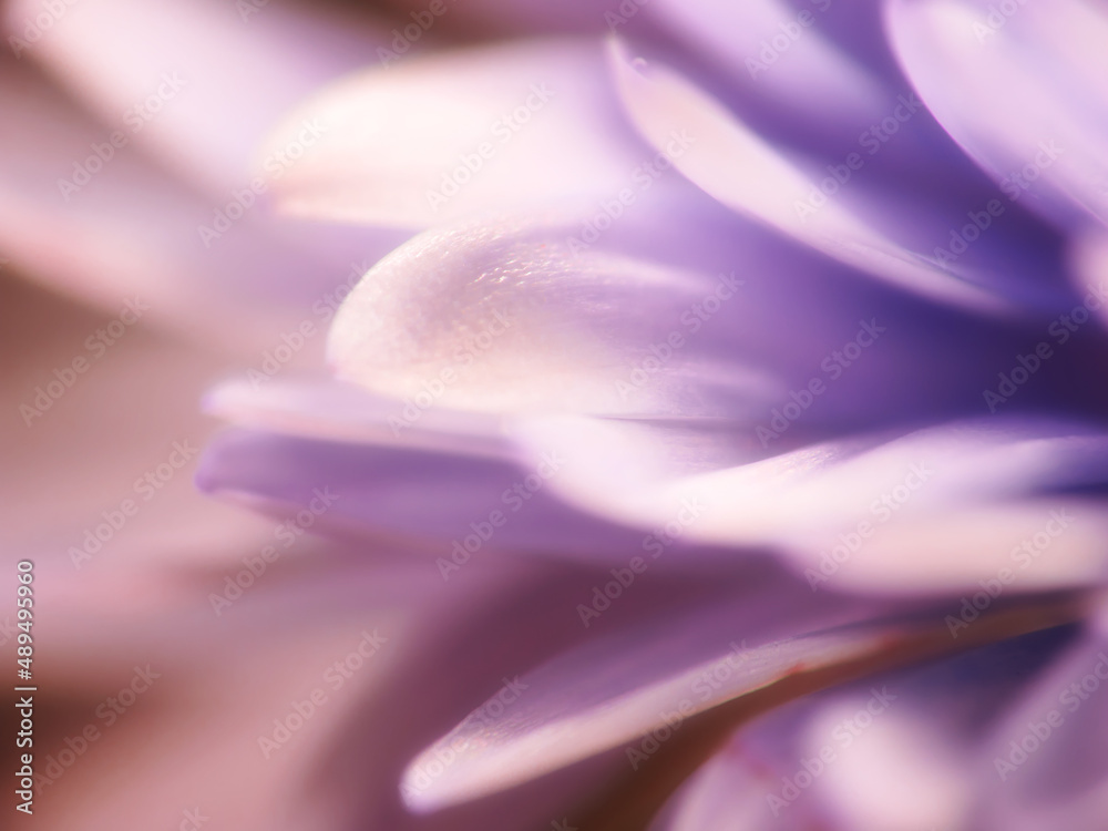 A macro photo of flower beauty. A macro photo of flower beauty.