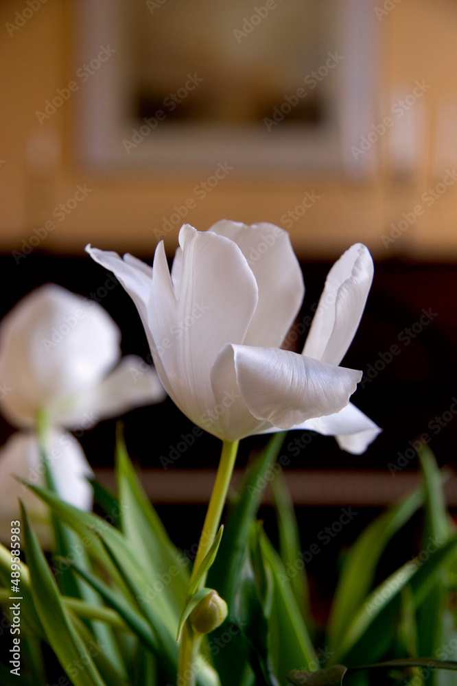 Tulips. A photo of beautiful in the library.