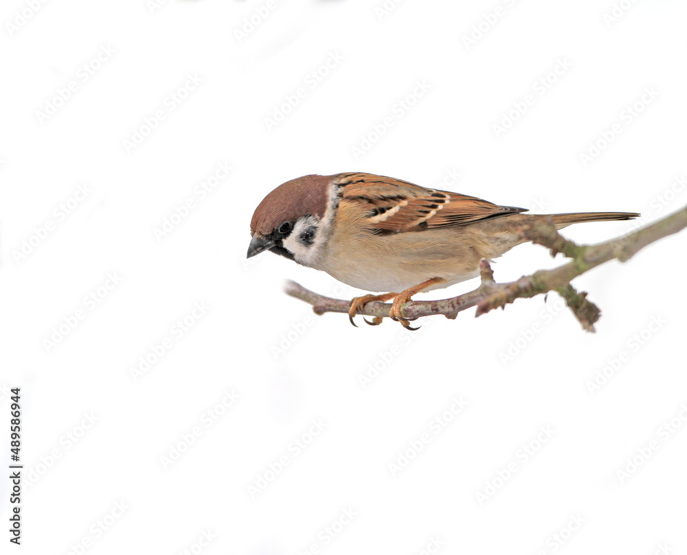 Beautiful brown garden sparrow with uniform background. Beautiful brown garden sparrow with uniform 