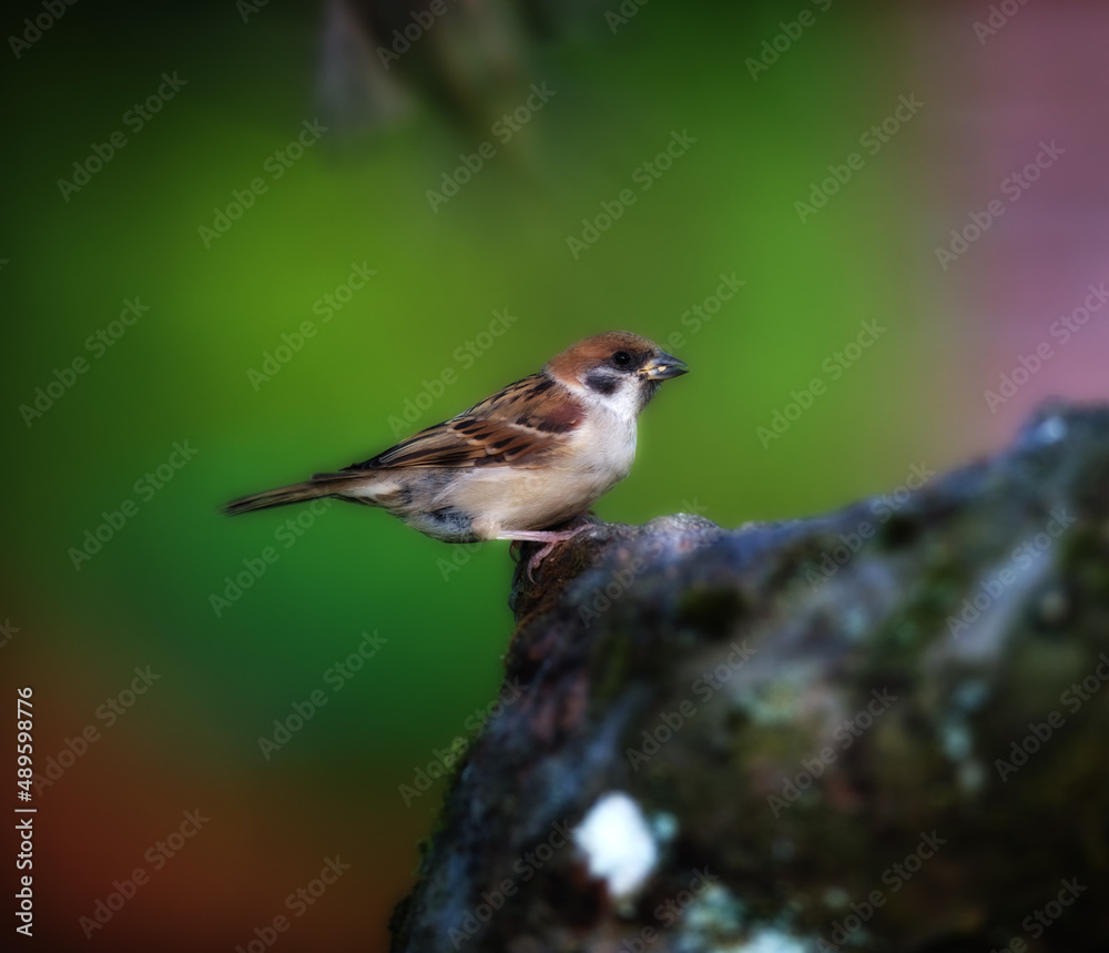 Garden sparrow. Garden sparrow.